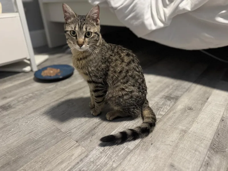 An adult medium-sized female Domestic Short Hair cat named Salty Sea for adoption in Chandler, AZ