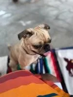 An adult small-sized male Yellow / Tan / Blond / Fawn Pug dog named Elliott for adoption in Seattle, WA