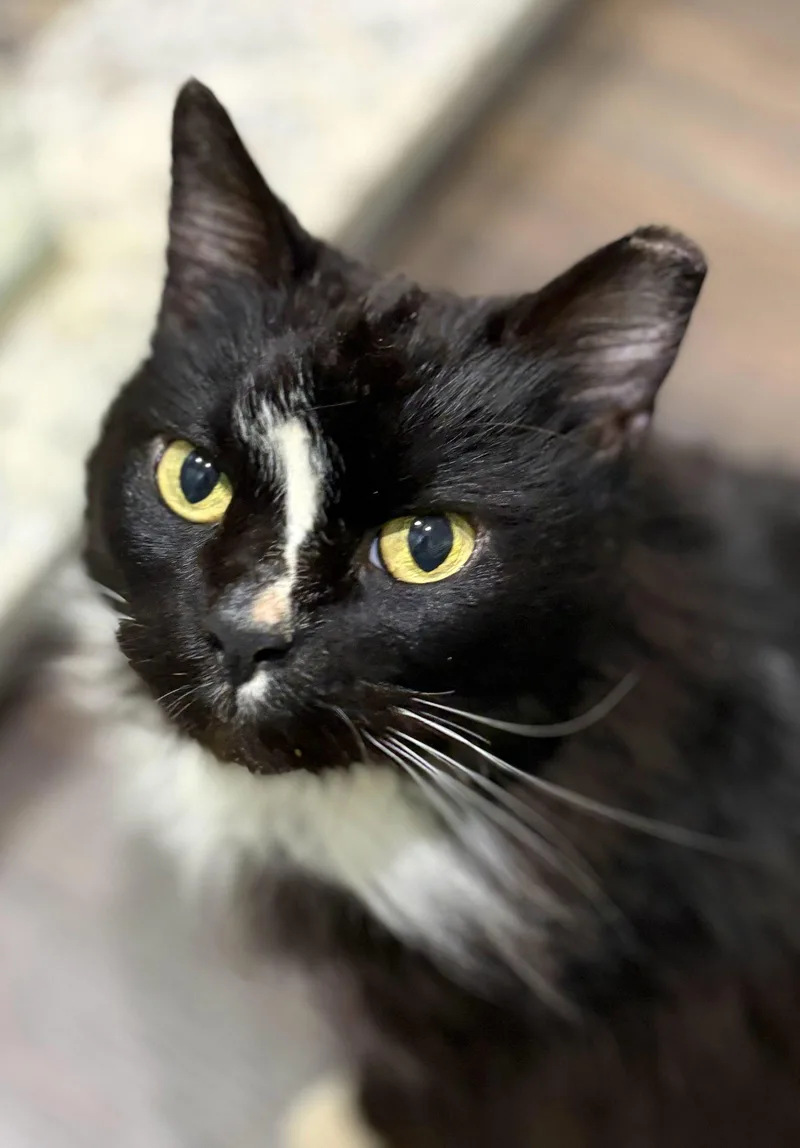 An adult medium-sized female Black & White / Tuxedo Domestic Medium Hair cat named Jj for adoption in Forest, VA