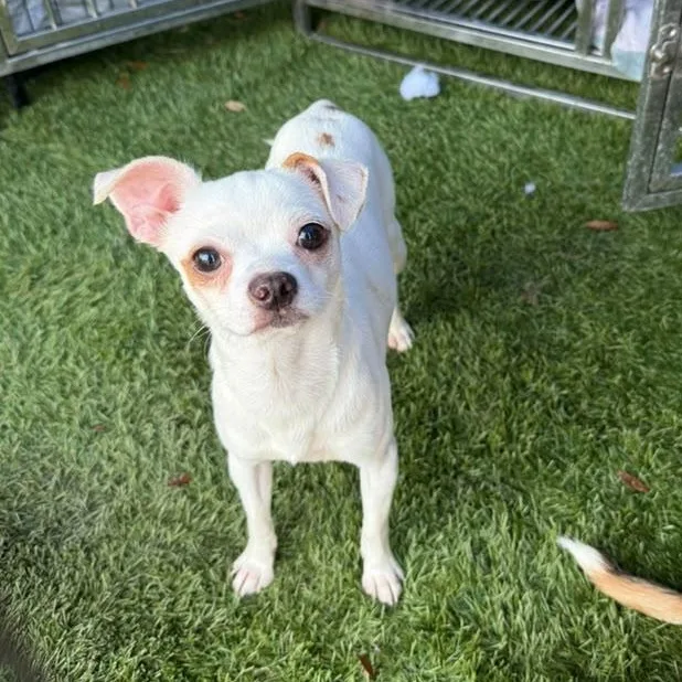 An adult small-sized male White / Cream Chihuahua dog named Peter for adoption in Tampa, FL