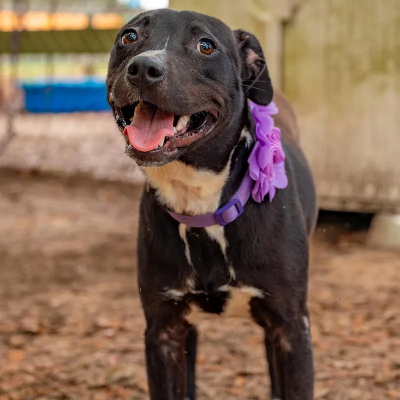 A young medium-sized female Black Mixed Breed dog named Charlie for adoption in Milton, FL