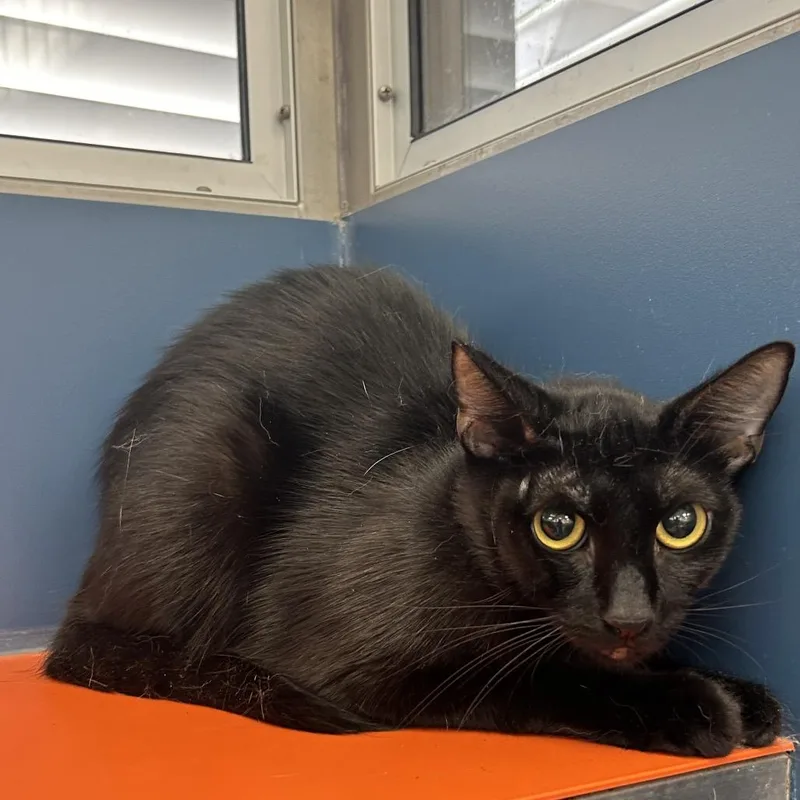A young medium-sized female Black Domestic Short Hair cat named Selene for adoption in Tulsa, OK