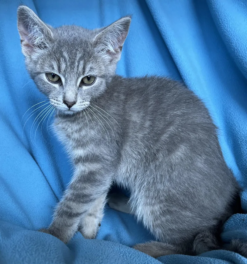 A baby medium-sized female Gray / Blue / Silver Tabby cat named Honeybee for adoption in Hood RIver, OR