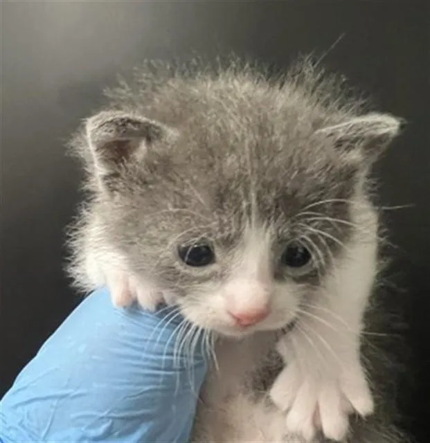 A baby medium-sized female Domestic Short Hair cat named Karen for adoption in San Bernardino, CA