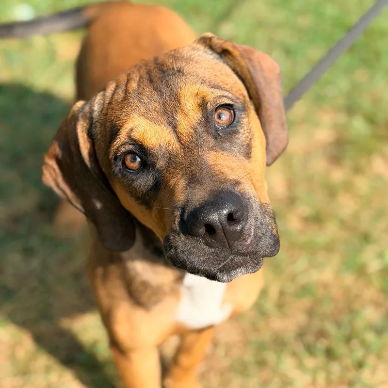 A young medium-sized male Brown / Chocolate Mixed Breed dog named Vernon for adoption in Huntington, WV