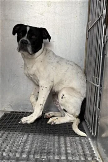 An adult medium-sized male Mixed Breed dog named Spot for adoption in Los Angeles, CA