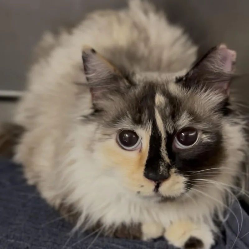 An adult medium-sized female Torbie Domestic Long Hair cat named Creamy for adoption in Midland, TX
