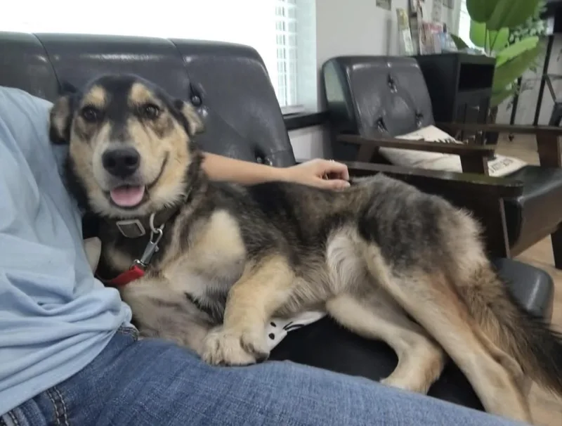 A young medium-sized female Husky dog named Marble for adoption in Commerce City, CO