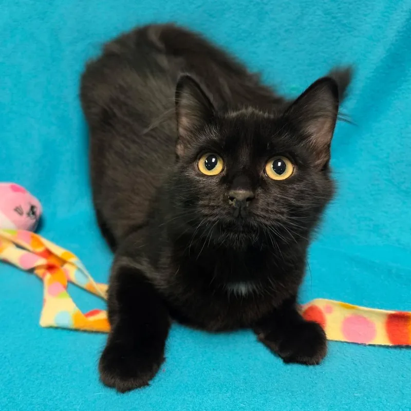 A baby medium-sized female Black Domestic Medium Hair cat named Sugar Cookie for adoption in Graham, WA