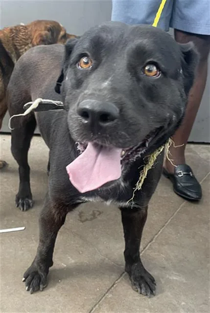 An adult large-sized female Mixed Breed dog named Itsy for adoption in Dallas, TX