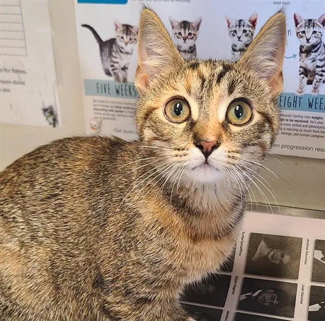 A baby small-sized female Domestic Short Hair cat named Andrea for adoption in San Antonio, TX
