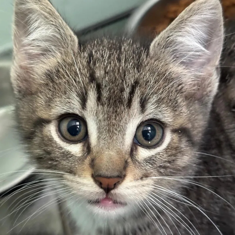 A baby small-sized male Brown / Chocolate Domestic Short Hair cat named Nico for adoption in Tustin, CA
