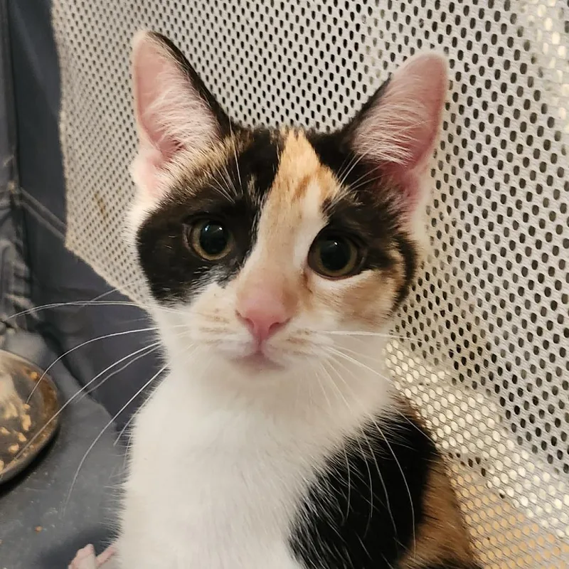 A baby small-sized female Calico Domestic Short Hair cat named Mauve for adoption in Columbia Station, OH
