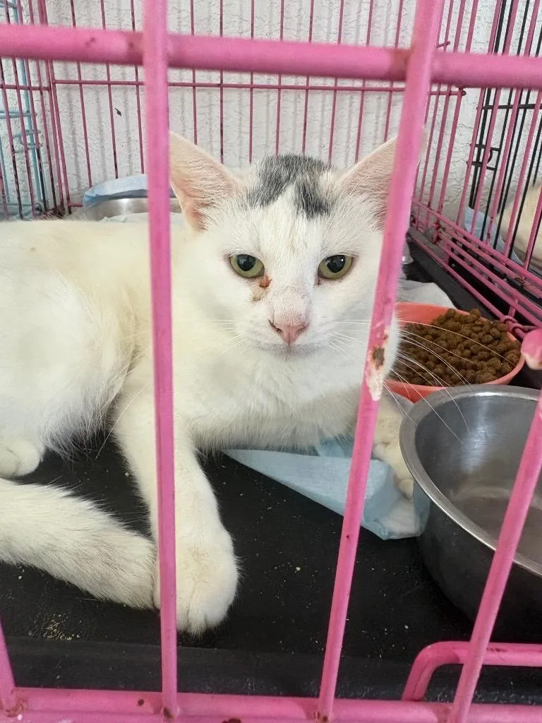 A young large-sized female Domestic Short Hair cat named Twilight for adoption in Brownwood, TX