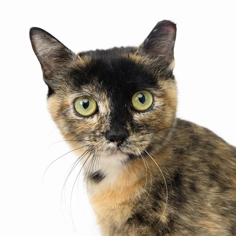 A young medium-sized female Torbie Domestic Short Hair cat named Sake for adoption in Franklin, TN