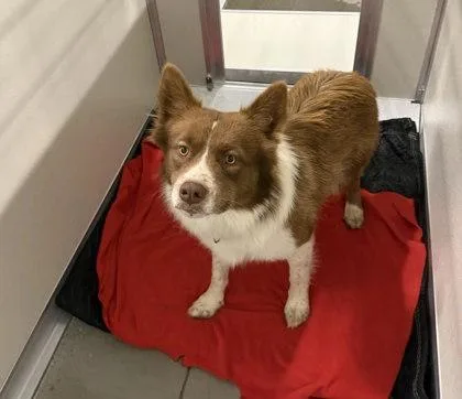 An adult large-sized male Border Collie dog named Koda Kai for adoption in Fresno, CA