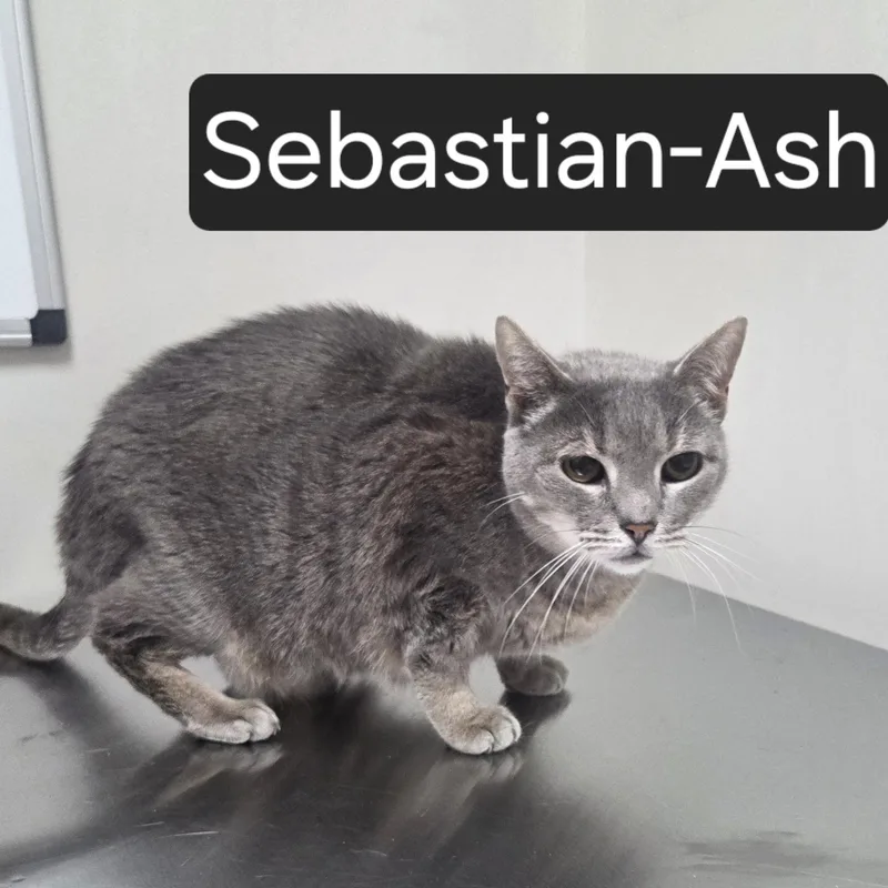 An adult medium-sized male Gray / Blue / Silver Domestic Short Hair cat named SebastianAsh for adoption in SNOW HILL, NC
