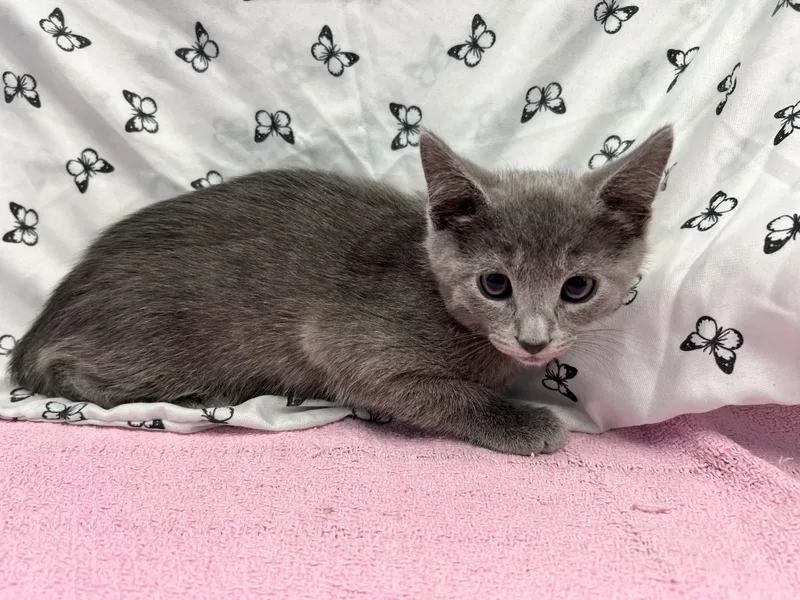 A baby medium-sized male Gray / Blue / Silver Domestic Short Hair cat named Ash for adoption in Bear, DE