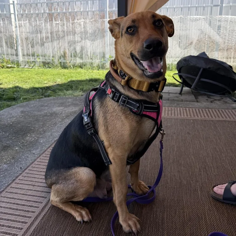 A young large-sized female Bicolor Shepherd dog named Mama Crockpot for adoption in Chattanooga, TN