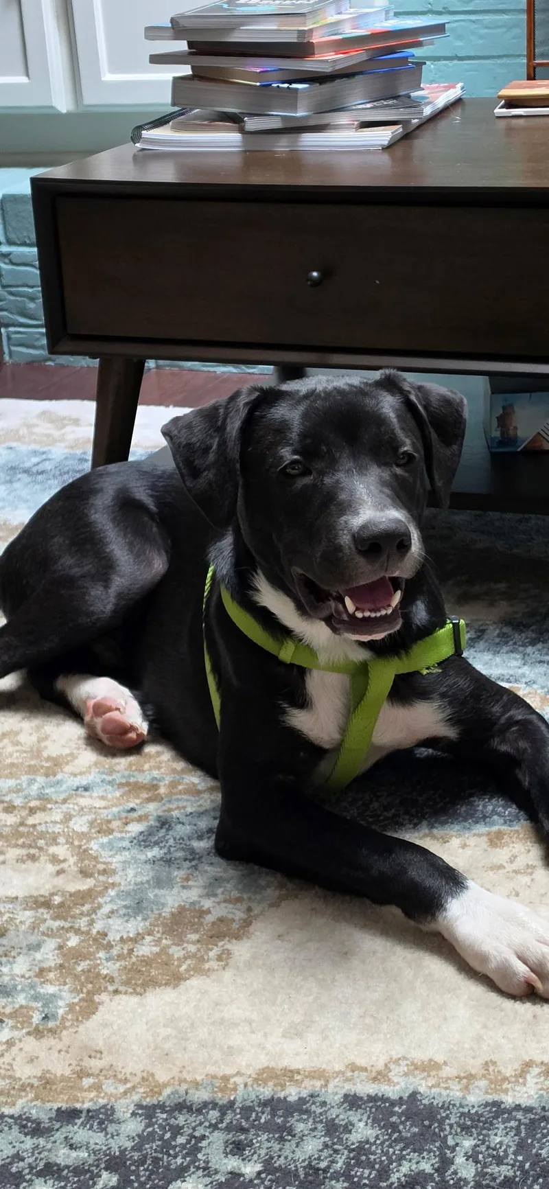 A baby medium-sized male White / Cream Border Collie dog named Jett for adoption in Dallas, TX
