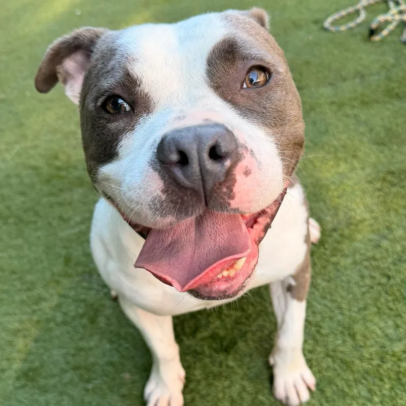 An adult medium-sized male Gray / Blue / Silver Mixed Breed dog named Cowboy Like Me for adoption in Davenport, IA