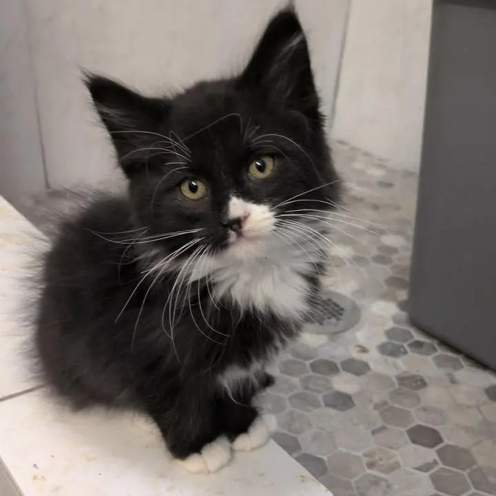 A baby small-sized female Black Domestic Medium Hair cat named Potoo for adoption in Spanish Fork, UT