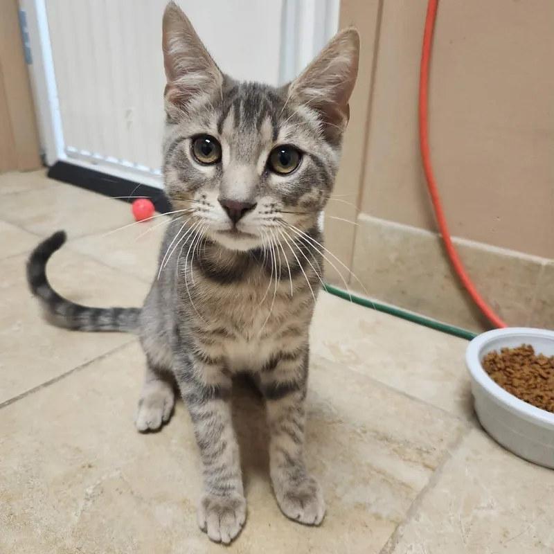 A baby small-sized male Tabby (Gray / Blue / Silver) Domestic Short Hair cat named Pimento for adoption in Rochester, NY
