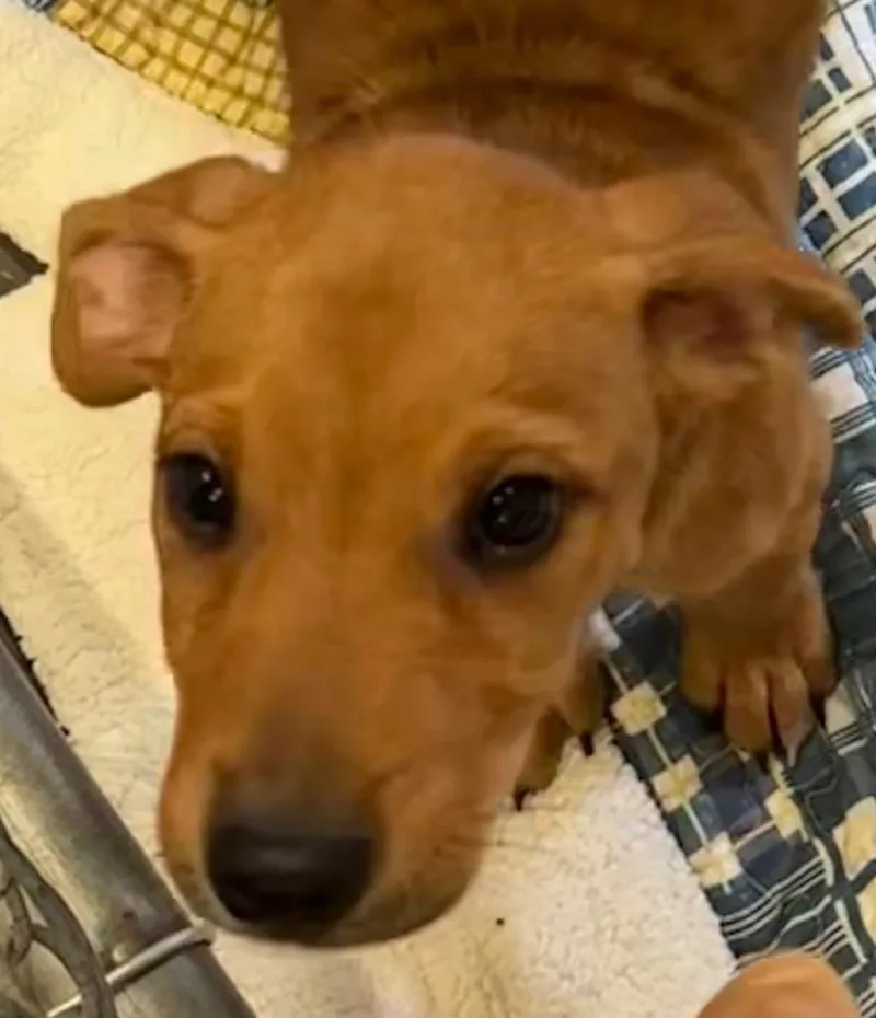 A baby small-sized female Black Mouth Cur dog named Dixie for adoption in Elizabethton, TN