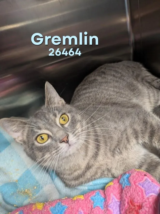 A young medium-sized male Tabby (Gray / Blue / Silver) Domestic Short Hair cat named Gremlin for adoption in Oak Ridge, TN