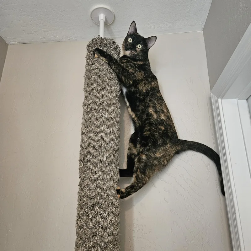 Kerillian thumbnail 2