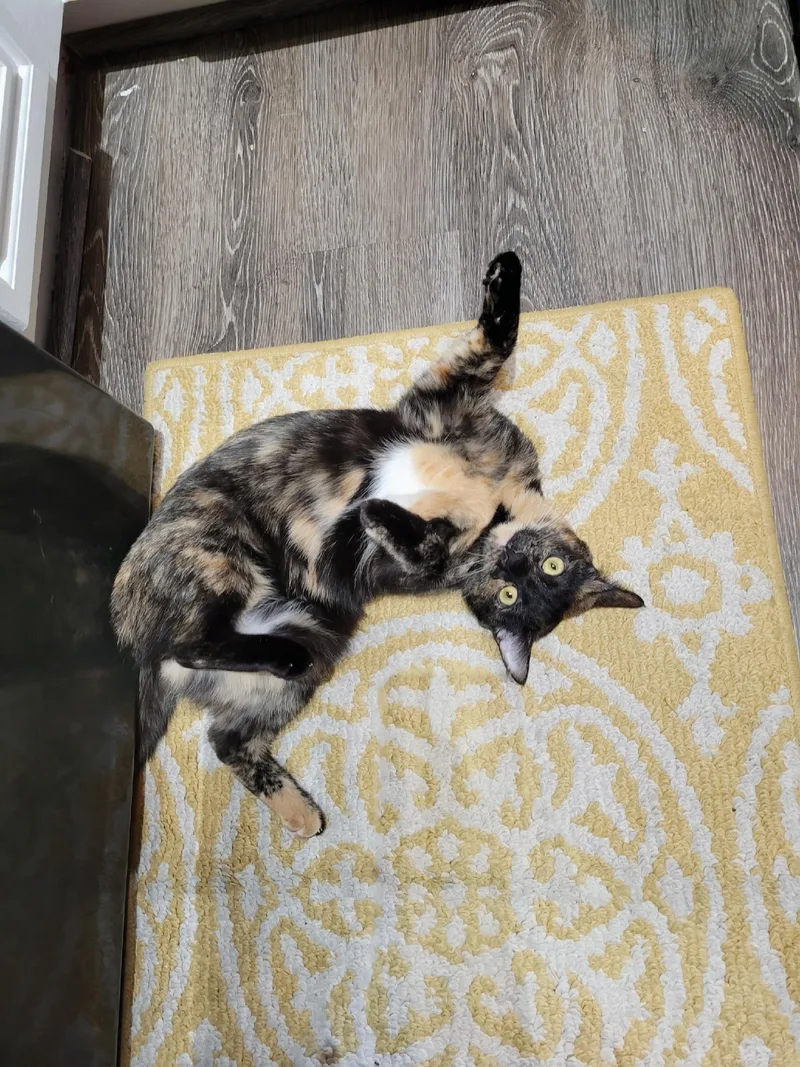 Kerillian thumbnail 3