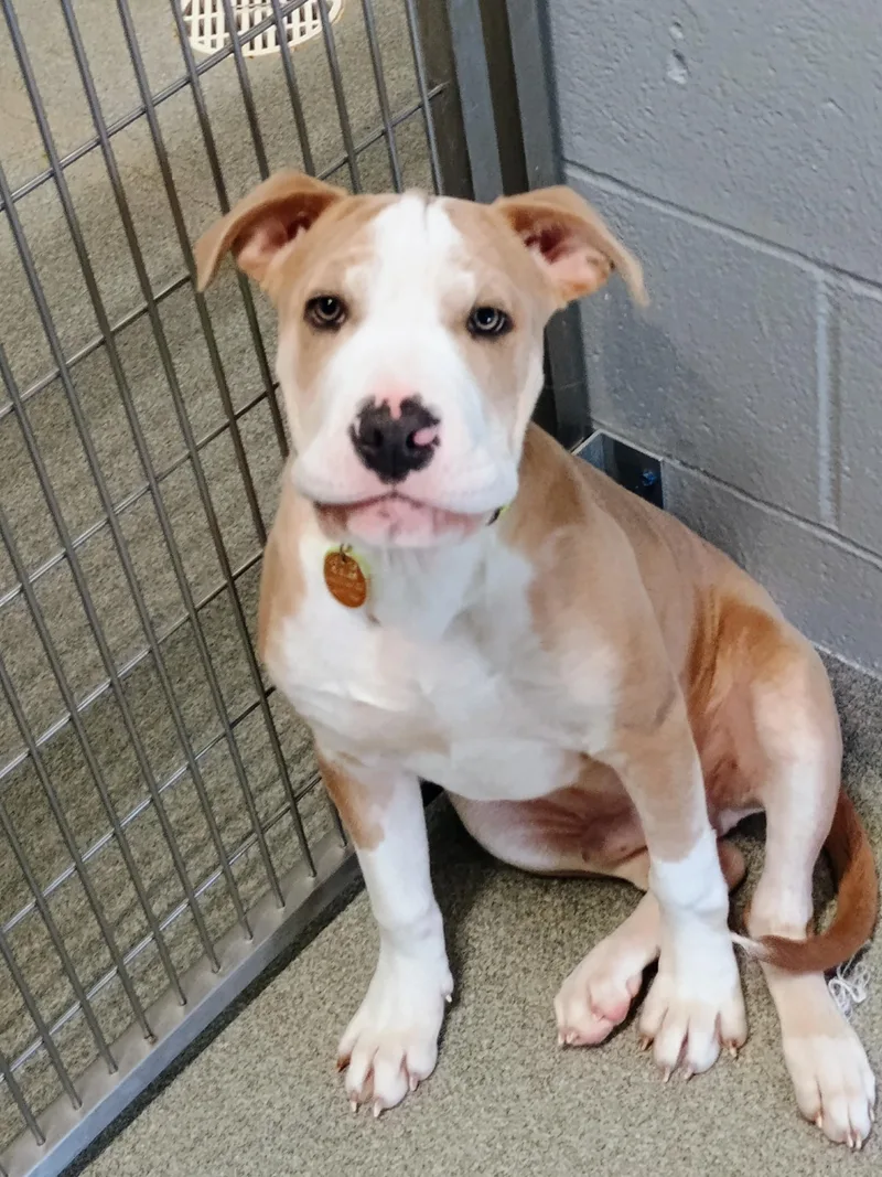 A baby large-sized male Yellow / Tan / Blond / Fawn Pit Bull Terrier dog named Otis for adoption in New Philadelphia, OH