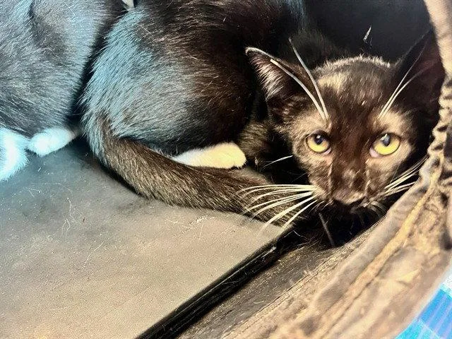 A baby small-sized male Black Domestic Short Hair cat named Cubby for adoption in Tavares, FL