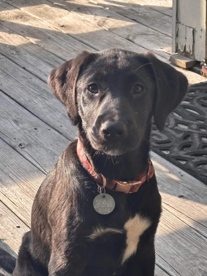 A baby large-sized female Black Labrador Retriever dog named Waynette for adoption in Warrington, PA