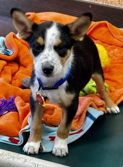A baby medium-sized male Tricolor (Brown, Black, & White) Mixed Breed dog named Kentucky Gambler for adoption in Stanwood, WA