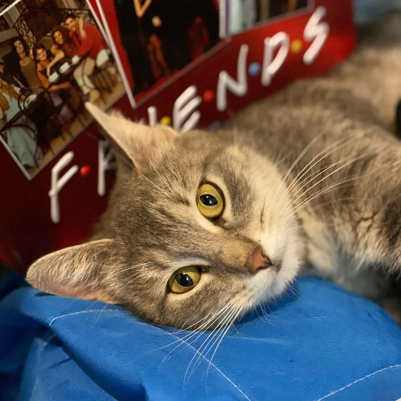 A young small-sized female Gray / Blue / Silver Domestic Short Hair cat named Marta Katman for adoption in Centerville, TN