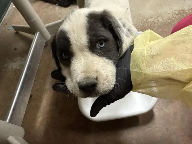 A baby small-sized female Pit Bull Terrier dog named Mochi for adoption in Thousand Palms, CA