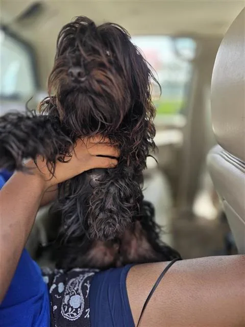 A young small-sized male Terrier dog named Dante for adoption in San Antonio, TX