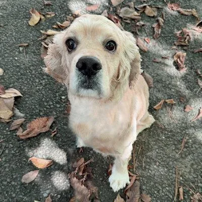An adult medium-sized male Cocker Spaniel dog named Bodhi for adoption in Arlington, VA
