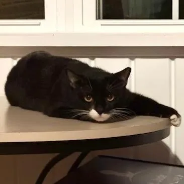 Mr. Mittens
