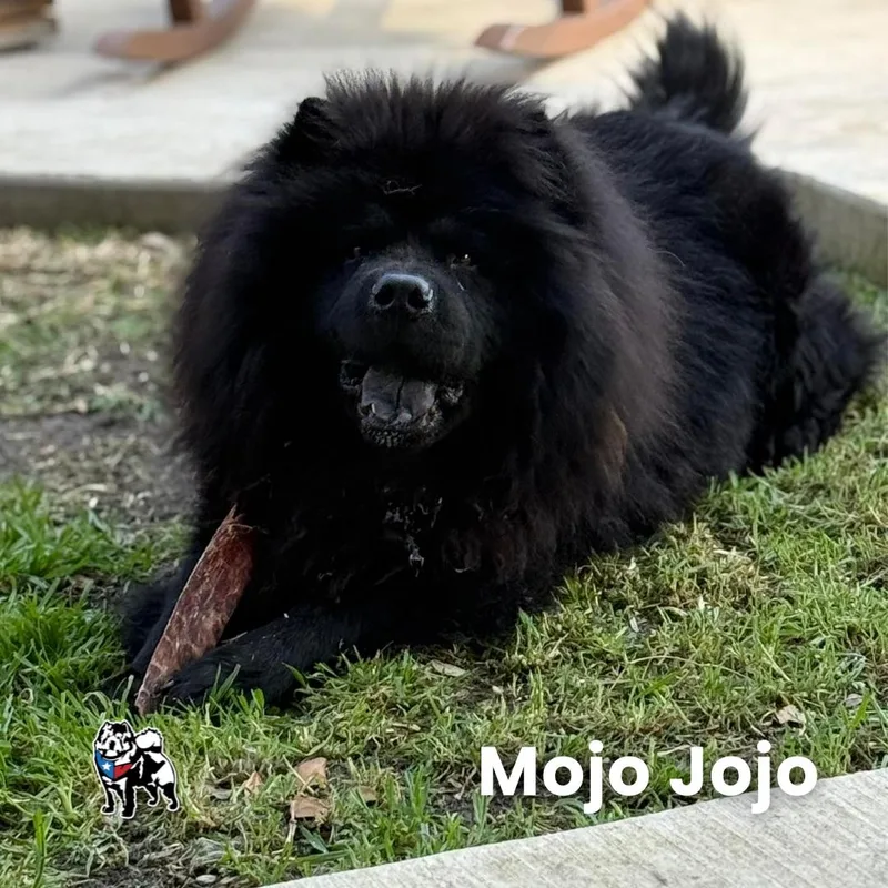 Mojo Aka Mojo Jojo