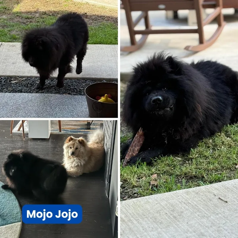 Mojo Aka Mojo Jojo thumbnail 2