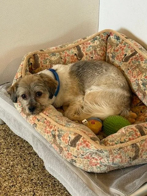 An adult small-sized male Mixed Breed dog named CoCo for adoption in Hot Springs, SD