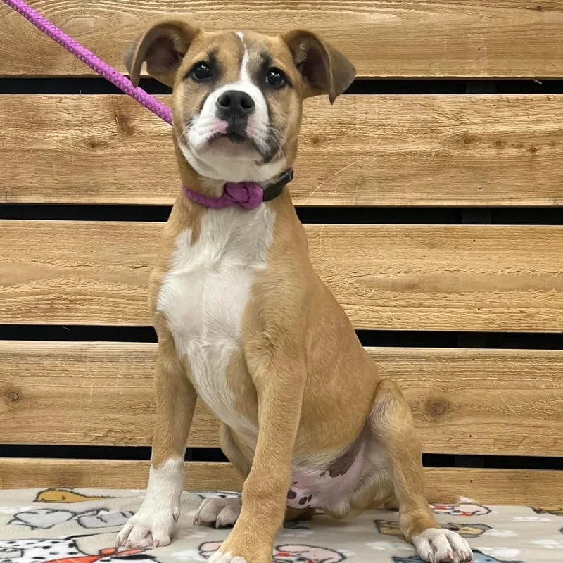 A baby medium-sized male Yellow / Tan / Blond / Fawn Boxer dog named Levi for adoption in Wadena, MN