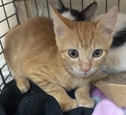 A baby small-sized male Domestic Short Hair cat named Beluga for adoption in Honolulu, HI