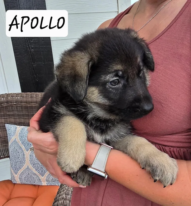 A baby medium-sized male Black Labrador Retriever dog named Apollo The Pup! for adoption in Sanford, NC