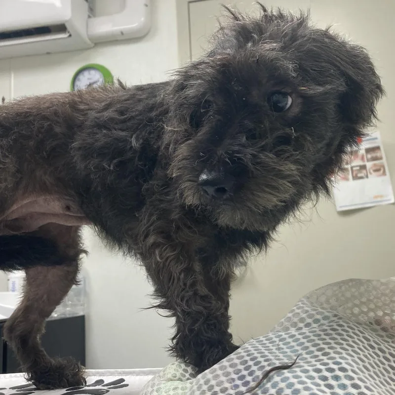 An adult small-sized female Black Poodle dog named #1 for adoption in Harrisonburg, VA