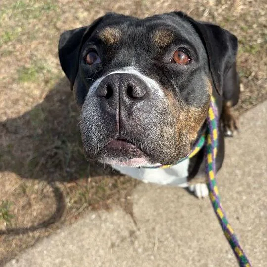An adult large-sized female Mixed Breed dog named Sweetness for adoption in Davenport, IA
