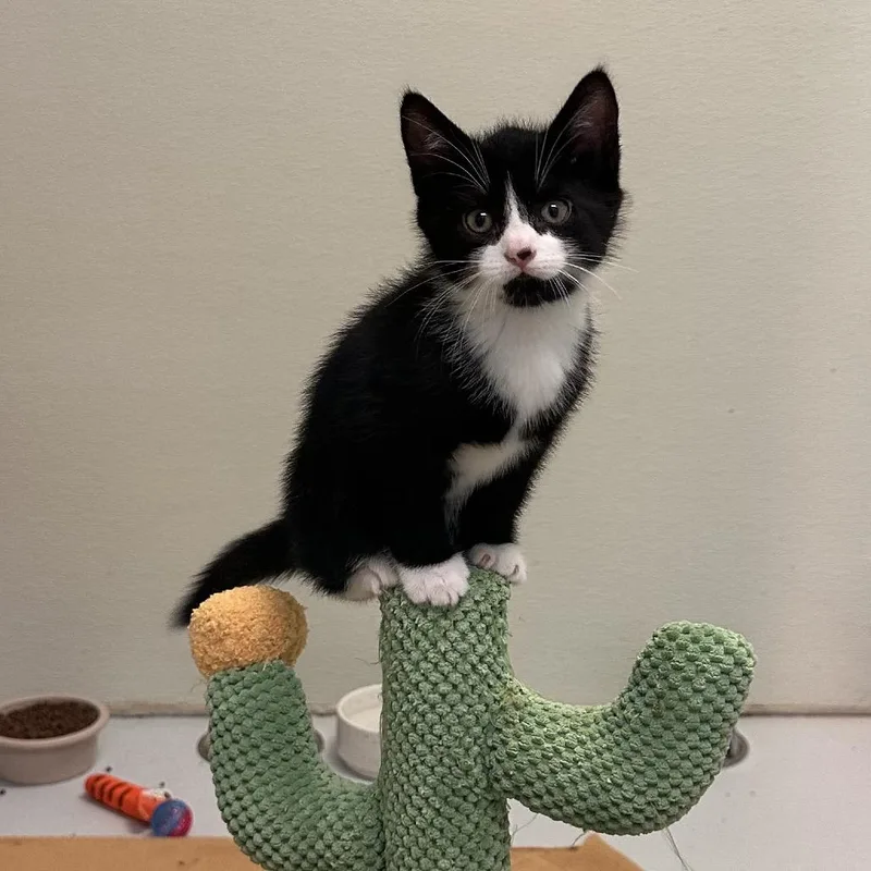 A baby small-sized male Black Domestic Short Hair cat named Chef Boyardee for adoption in Conway, NH