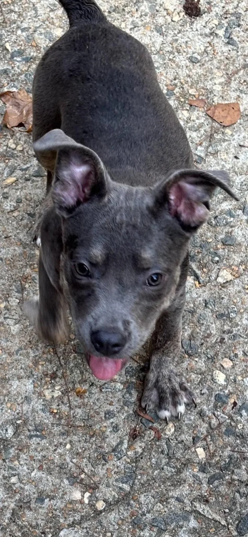 A baby medium-sized female Pit Bull Terrier dog named Nonet for adoption in Crystal Lake, IL